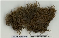 藏品(灰苔科)的圖片